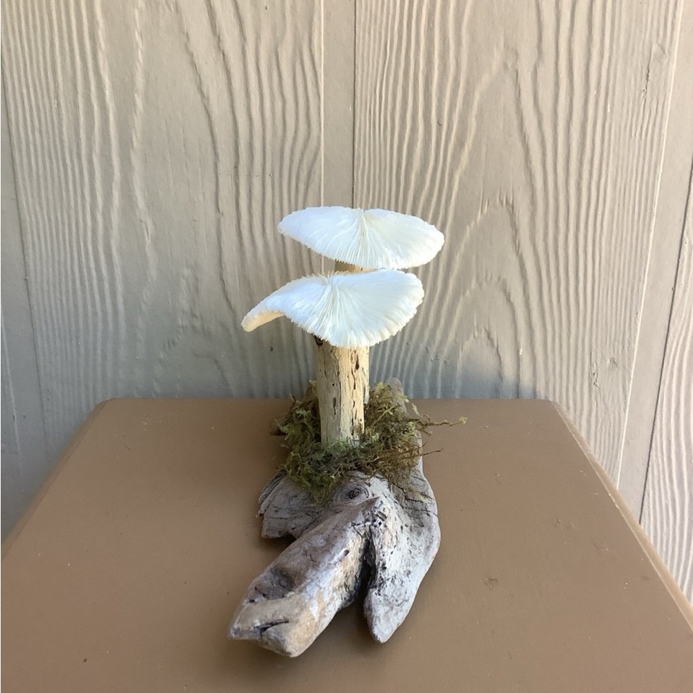 Driftwood Art, Driftwood and Coral Mushrooms, Mushroom Art, Coastal Art - Picture 5 of 12